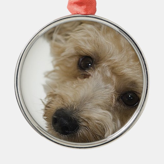 Beautiful Eyes of a Yorkie Poo Puppy Metal Tree Decoration (Front)