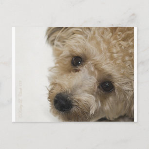 Beautiful Eyes of a Yorkie Poo Puppy Postcard
