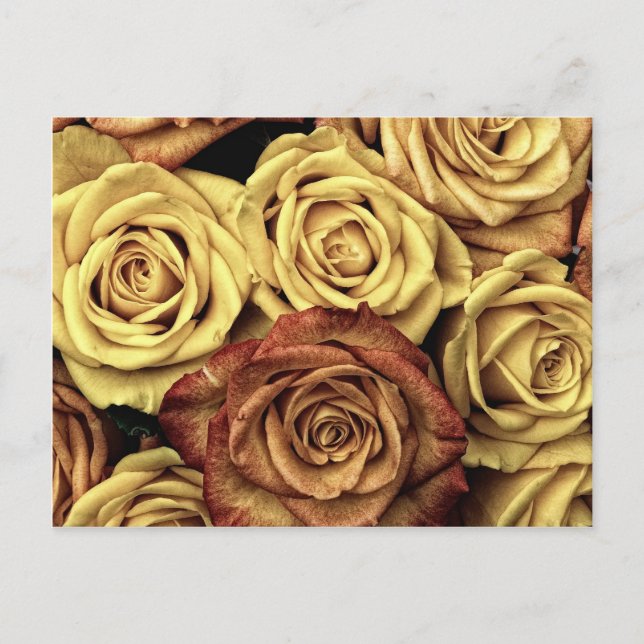 Beautiful Faded Roses Vintage Floral Bouquet Postcard (Front)