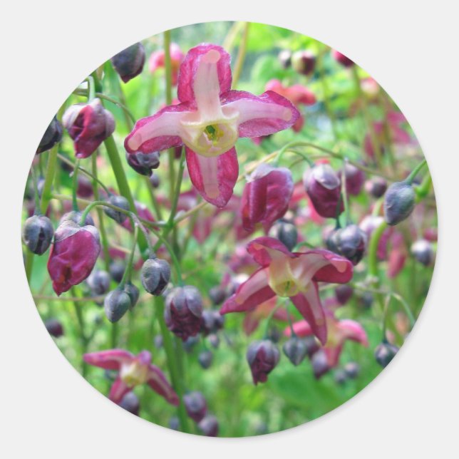 Beautiful Fairy Wings Flowers & Buds Spring Photo Classic Round Sticker (Front)