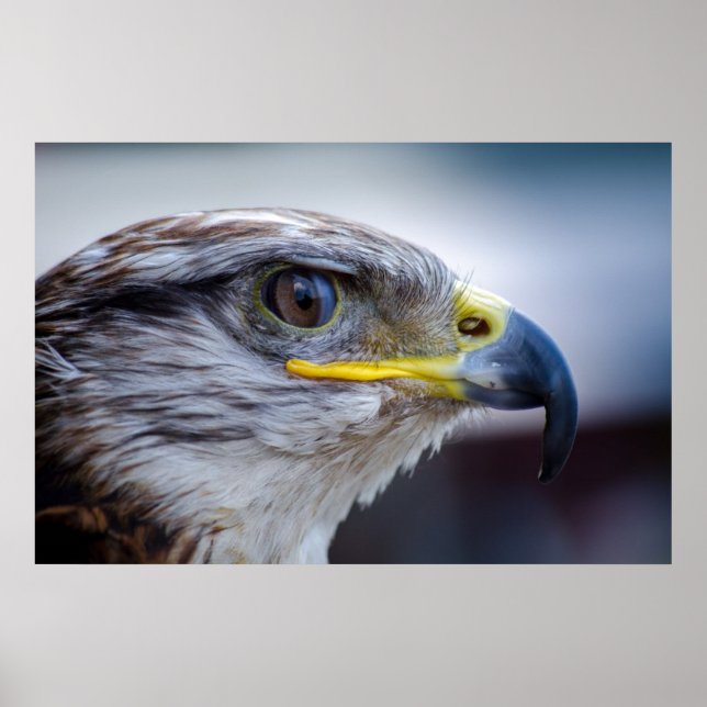 Beautiful falcon portrait poster (Front)