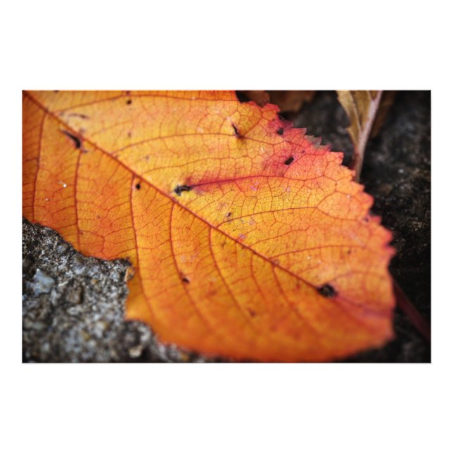 Beautiful Fall Leaf Photo Print (Front)