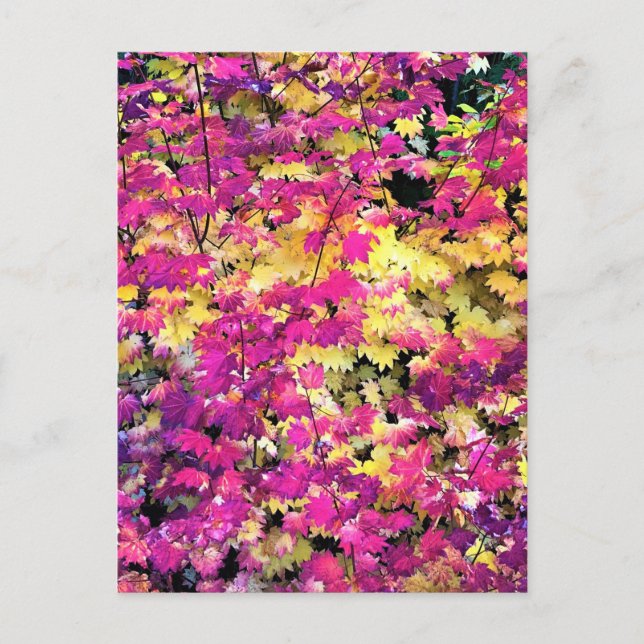 Beautiful Fall Leaves Postcard (Front)