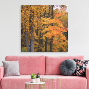Beautiful Fall Leaves Tulip Poplar Trees Canvas Print