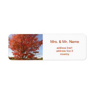 Beautiful Fall Maple Tree in Red Leaves