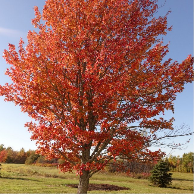 Beautiful Fall  Maple Tree in Red Leaves Standing Photo Sculpture (Front)