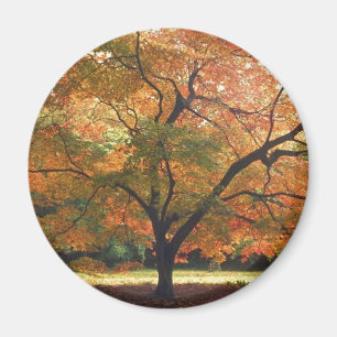 Beautiful Fall Tree Magnet