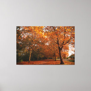 Beautiful Fall trees Canvas Print