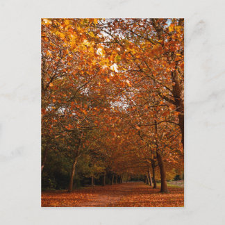 Beautiful Fall trees Invitation Postcard