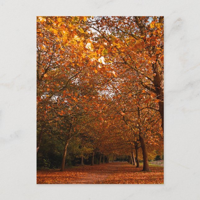 Beautiful Fall trees Invitation Postcard (Front)