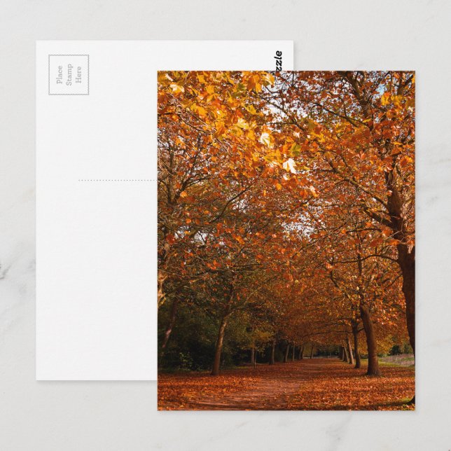 Beautiful Fall trees Postcard (Front/Back)