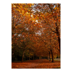 Beautiful Fall trees Poster