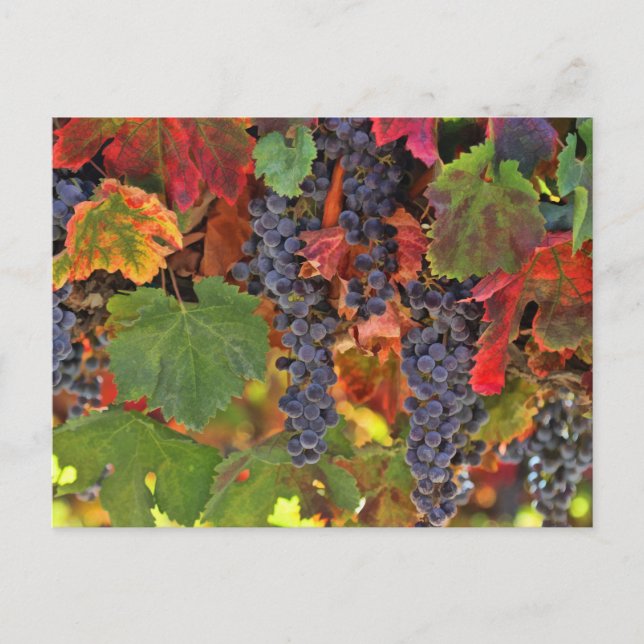 Beautiful Fall Wine VIneyard Coloured Postcard (Front)