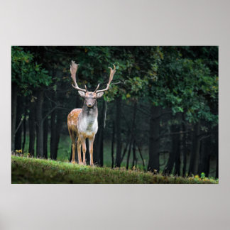 Beautiful Fallow Deer Nature Scenery Poster