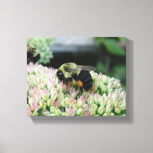 Beautiful Feeding Bee Canvas Print (Front)