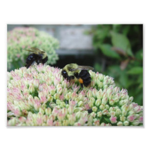Beautiful Feeding Bee Photo Print
