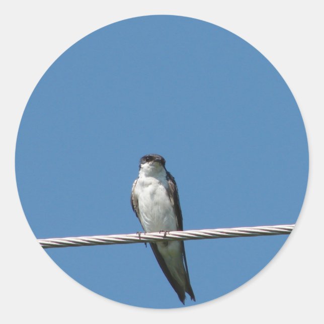 Beautiful Female Barn Swallow Classic Round Sticker (Front)