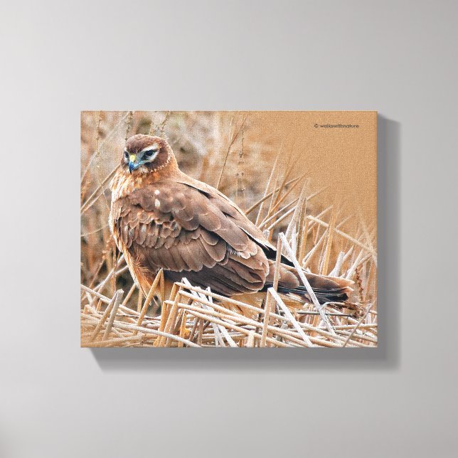 Beautiful Female Northern Harrier in the Marsh Canvas Print (Front)