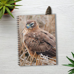 Beautiful Female Northern Harrier in the Marsh Notebook