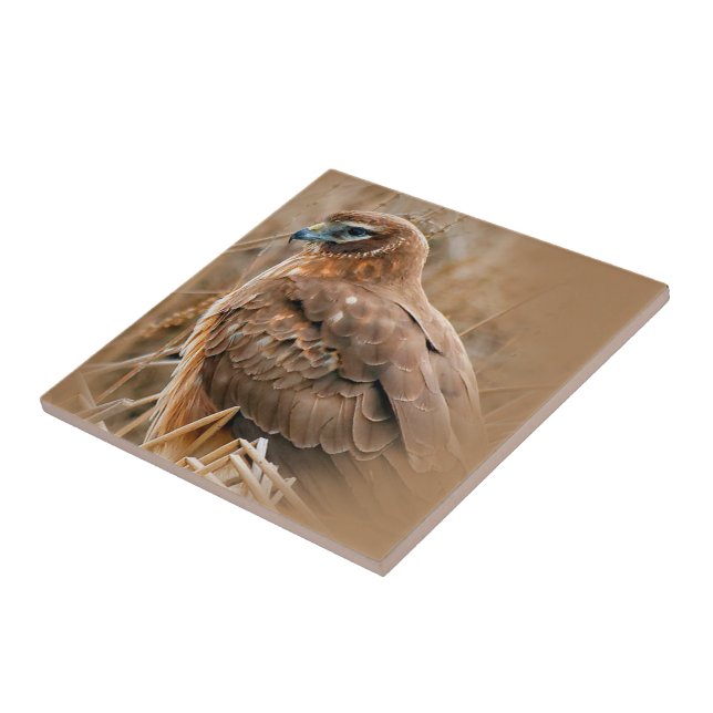 Beautiful Female Northern Harrier in the Marsh Tile (Side)