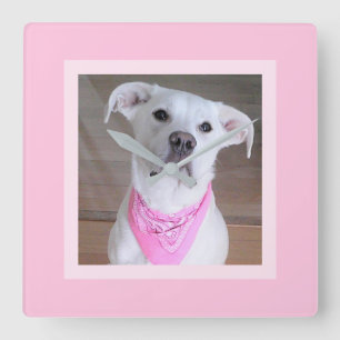 Beautiful Feminine Cute White Dog in Pink Scarf Square Wall Clock