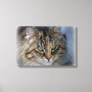 Beautiful Feral Cat Portrait Canvas Print
