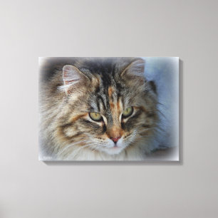 Beautiful Feral Cat Portrait Canvas Print