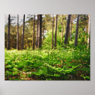 Beautiful fern woodland poster
