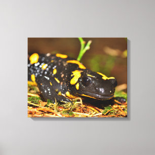 Beautiful Fire Salamander Canvas Print