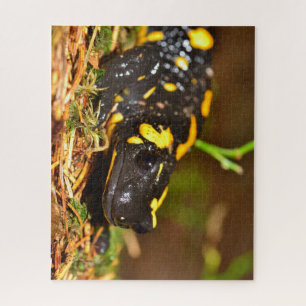 Beautiful Fire Salamander Jigsaw Puzzle