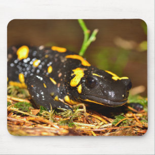 Beautiful Fire Salamander Mouse Mat