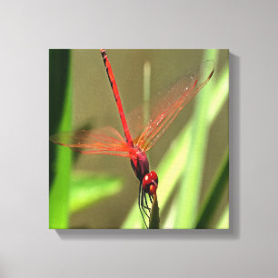 Beautiful Firecracker Dragonfly Acrylic Painting Canvas Print