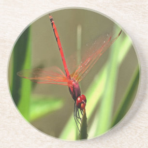 Beautiful Firecracker Dragonfly Acrylic Painting Coaster