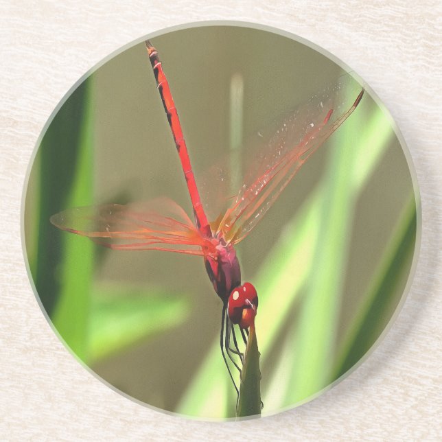 Beautiful Firecracker Dragonfly Acrylic Painting Coaster (Front)