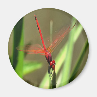 Beautiful Firecracker Dragonfly Acrylic Painting Magnet