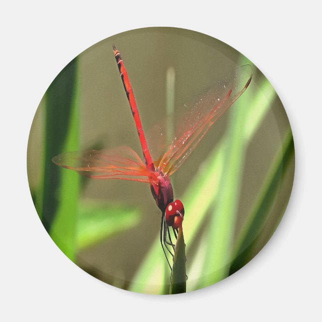 Beautiful Firecracker Dragonfly Acrylic Painting Magnet (Front)