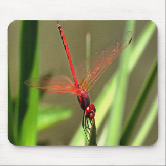 Beautiful Firecracker Dragonfly Acrylic Painting Mouse Mat