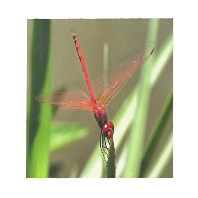 Beautiful Firecracker Dragonfly Acrylic Painting Notepad (Front)