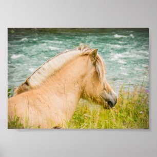 Beautiful Fjord Horse 7" x 5" Archival Poster