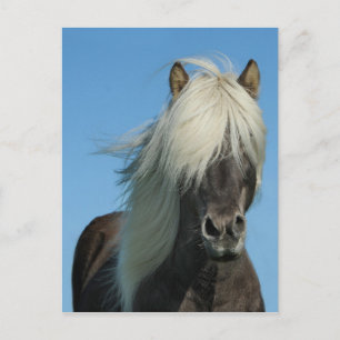 BEAUTIFUL FJORD PONY HORSE STALLION POSTCARD