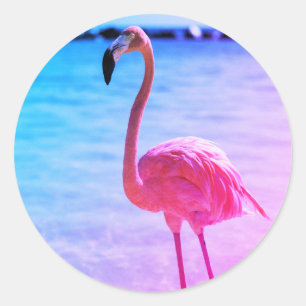 Beautiful Flamingo in the Water on a Beach Classic Round Sticker