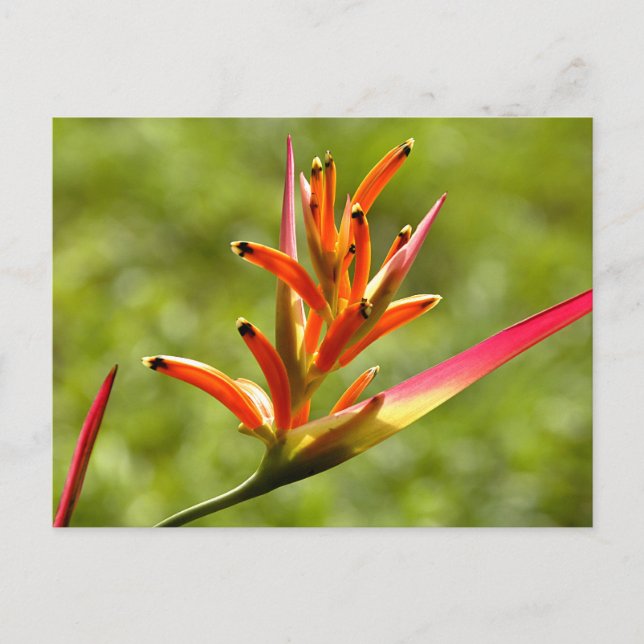 Beautiful Flora in Belise Postcard (Front)