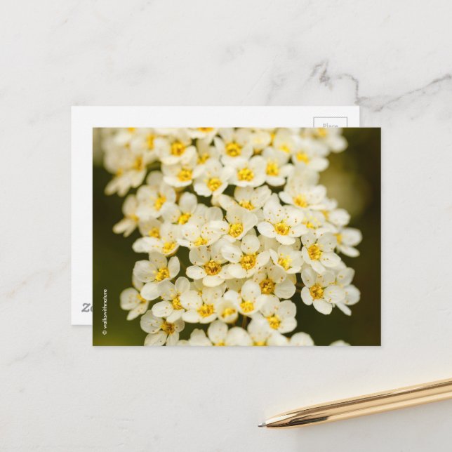 Beautiful Floral Bridalwreath Spiraea Postcard (Front/Back In Situ)