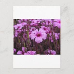 Beautiful Floral Postcard