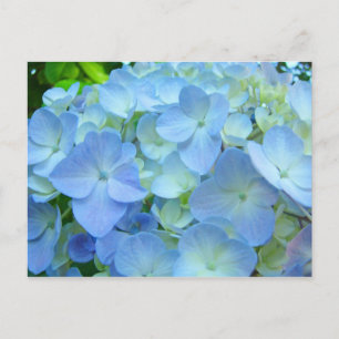Beautiful Floral postcards Pastel Blue Hydrangeas