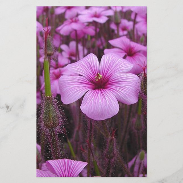 Beautiful Floral Stationery (Front)