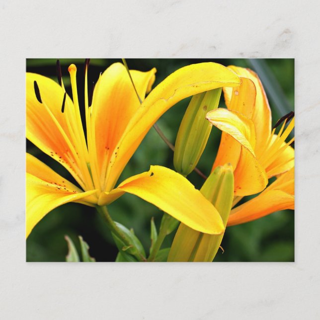 Beautiful Floral Yellow Lilies Postcard (Front)
