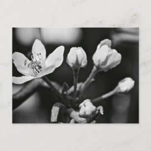 Beautiful Flower in Black and White (postcard) Postcard