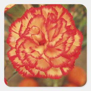 Beautiful Flower Sticker Set