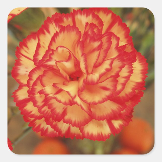 Beautiful Flower Sticker Set (Front)